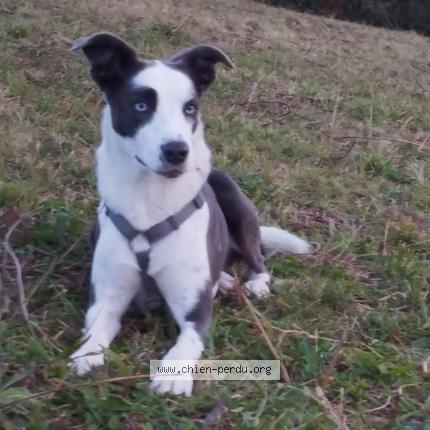 Foto de perro perdido en Hendaye