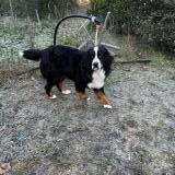 Foto de perro perdido en Mimet