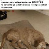 Foto de perro perdido en Riviere