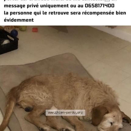 Foto de perro perdido en Riviere