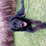 Foto de perro encontrado en San Isidro