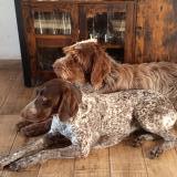 Foto de perro perdido en Boussais