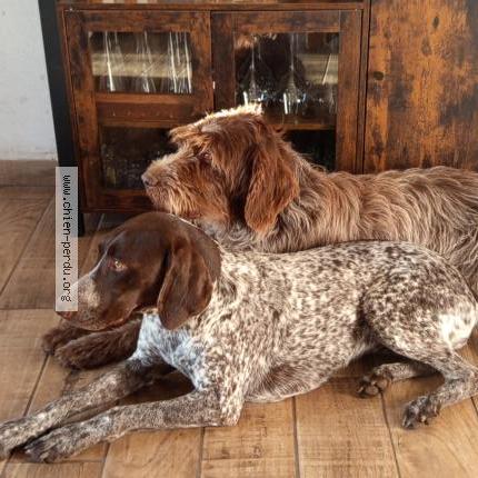 Foto de perro perdido en Boussais