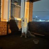 Foto de perro encontrado en Baltimore City