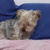 Foto de perro perdido en Fort De France