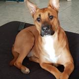 Foto de perro perdido en Chateauneuf Les Martigues