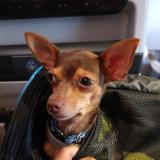 Foto de perro perdido en Le Moule