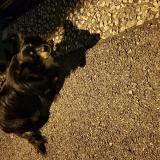 Foto de perro encontrado en Cluses