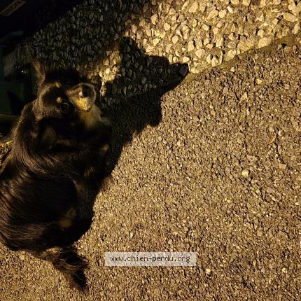 Foto 1/1 Perro encontrado Encontrado en Cluses