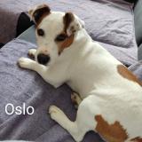 Foto de perro perdido en La Ferriere