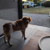 Foto de perro perdido en Marck