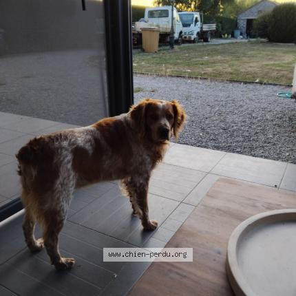 Foto 1/1 OLAF Chien perdido en Marck