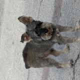 Foto de perro encontrado en San Antonio