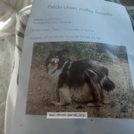 Foto de perro perdido en Sornac