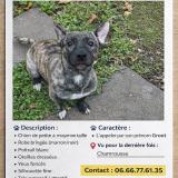 Foto de perro perdido en Chamrousse