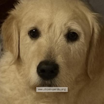 Foto 1/1 SAORI Chien perdido en St clair du rhone 38370