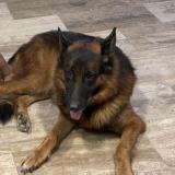 Foto de perro perdido en Cheraga