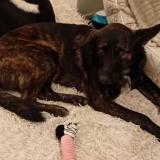 Foto de perro encontrado en Alloue