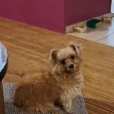 Foto de perro perdido en Le Moule