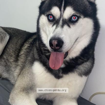 Foto de perro perdido en Santeny