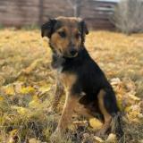 Foto de perro perdido en Grand Junction