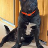 Foto de perro perdido en Groslay