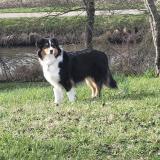 Foto de perro perdido en Checy