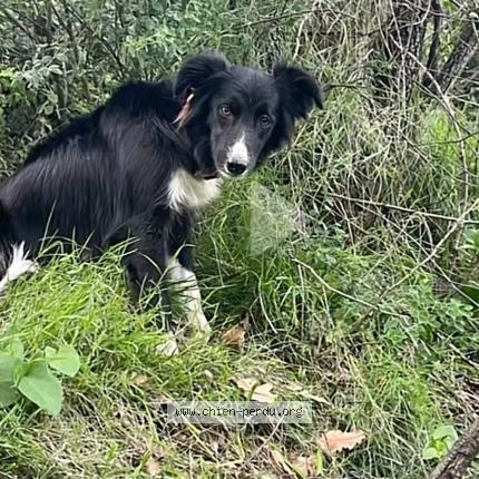 Foto 1/1 Tiarra Perro perdido en Biguglia