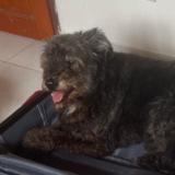 Foto de perro perdido en Saint Denis