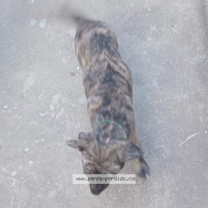 Foto 1/1 Zeus Chien perdido en Maldonado los colobires