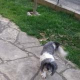 Foto de perro perdido en Boe