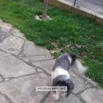 Foto de perro perdido en Boe