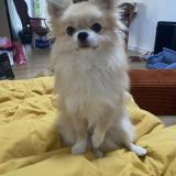 Foto de perro perdido en Alforville