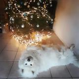 Foto de perro perdido en Bouchamps Les Craon