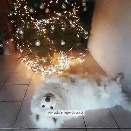 Foto 1/1 Trevor Chien perdido en Bouchamps les craon