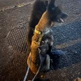 Foto de perro perdido en Saint Louis