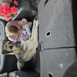 Foto de perro encontrado en Oklahoma City