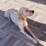 Foto de perro perdido en Tessy Bocage