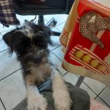 Foto de perro perdido en Galgon