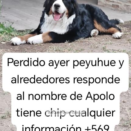 Foto 1/1 Apolo Perro perdido en Cauquenes