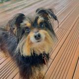 Foto de un perro reunido en Plaine Des Palmistes