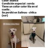 Foto de perro perdido en Canete