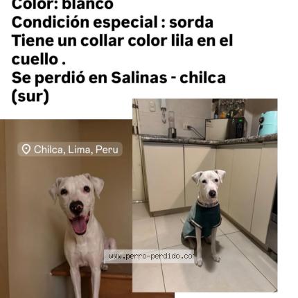 Foto 1/1 Bianca Chien perdido en Canete