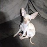 Foto de perro perdido en Hato Viejo