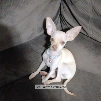 Foto 1/1 Pincky Perro perdido en Hato Viejo