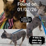 Foto de perro encontrado en San Bernardino