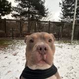 Foto de perro encontrado en Roubaix