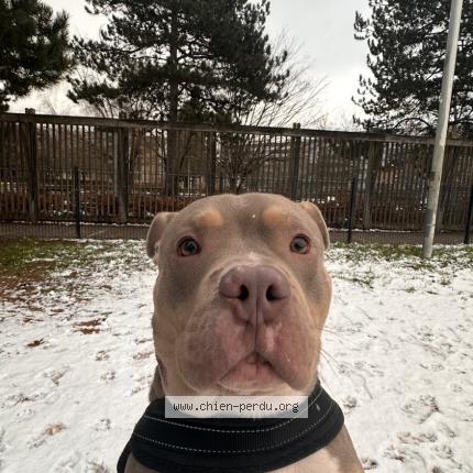 Foto de perro encontrado en Roubaix