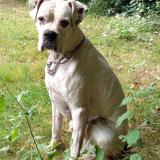 Foto de perro perdido en La Chapelle Neuve