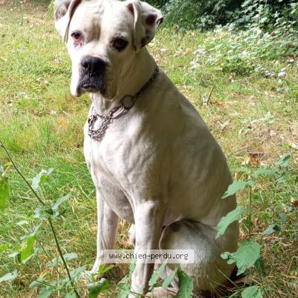 Foto de perro perdido en La Chapelle Neuve